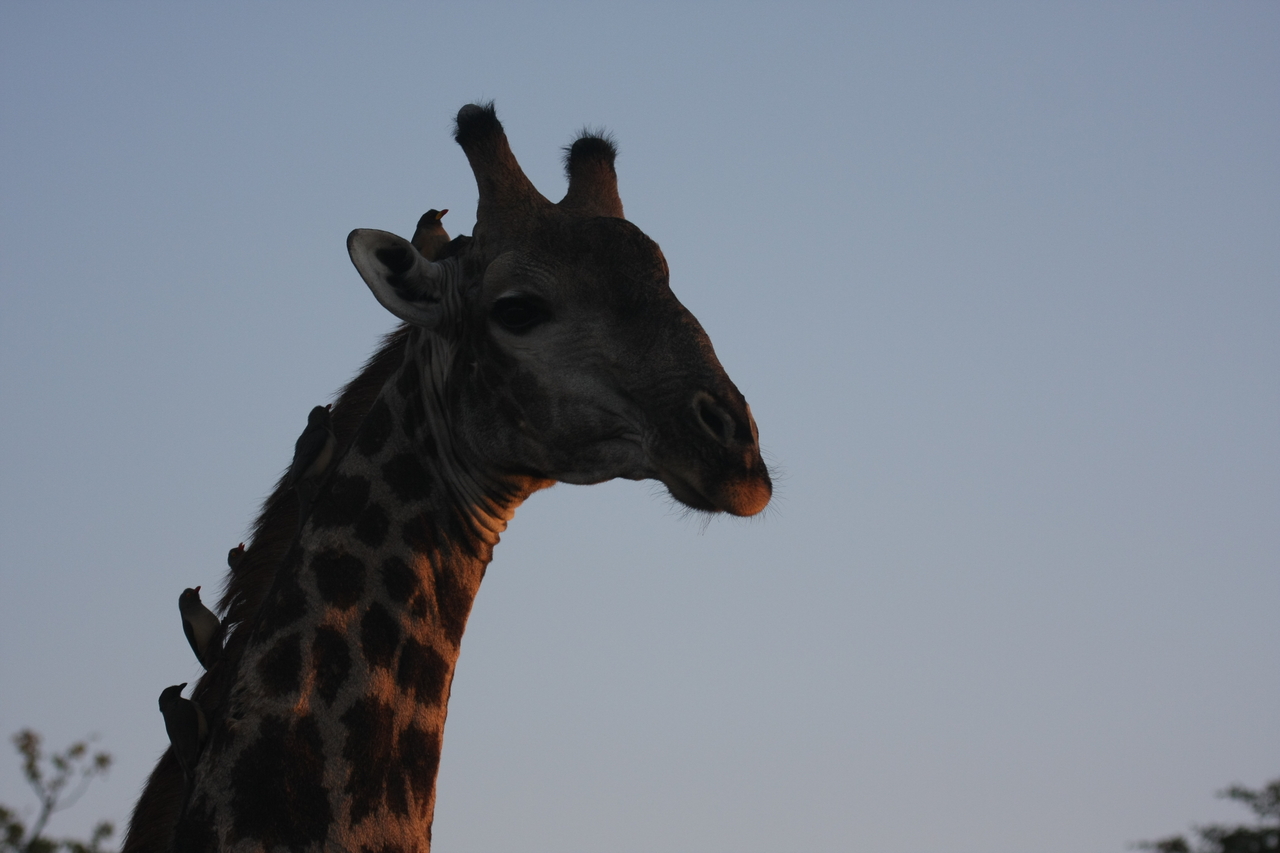 [22461] 2016_06_30_01_20_43_Africa_Canon_EOS_40D_IMG__00058.jpg