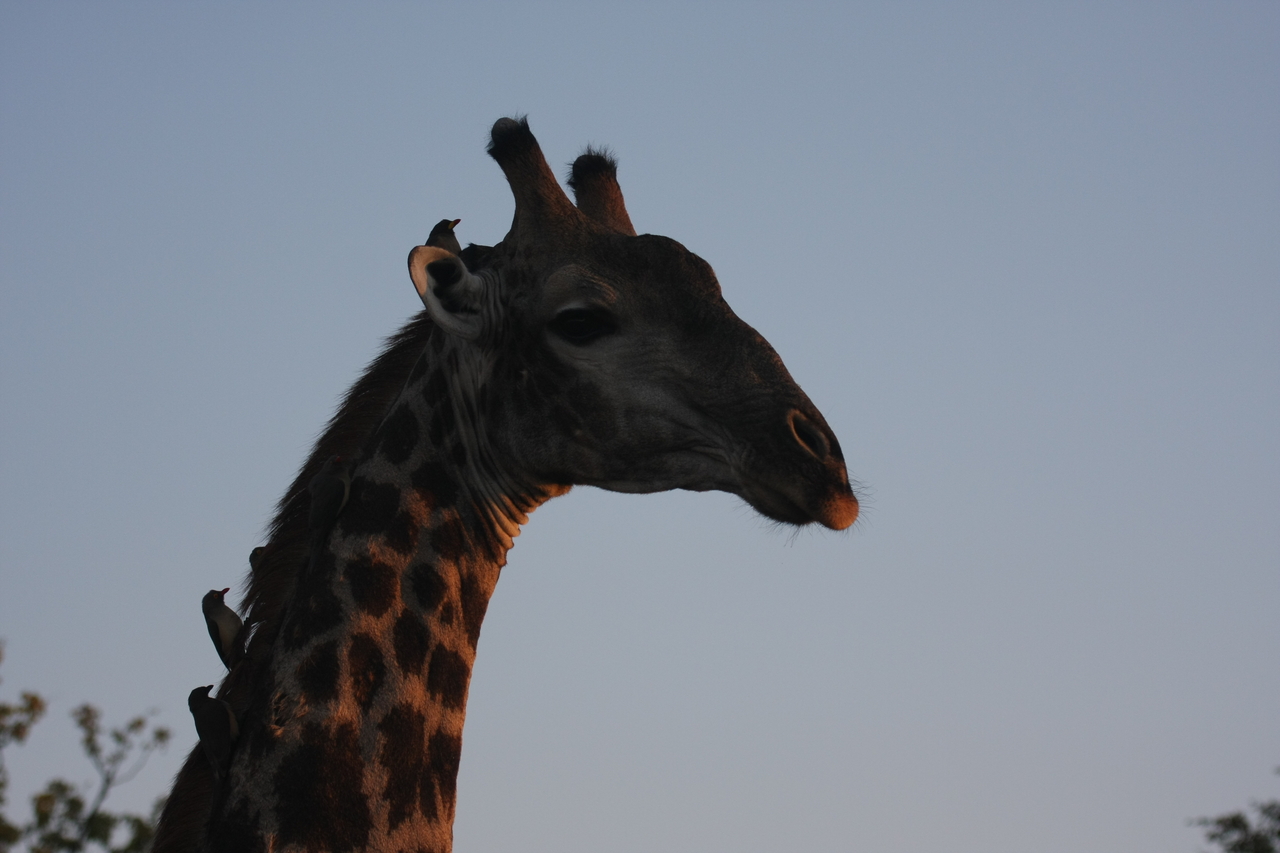 [22466] 2016_06_30_01_20_43_Africa_Canon_EOS_40D_IMG__11220.jpg