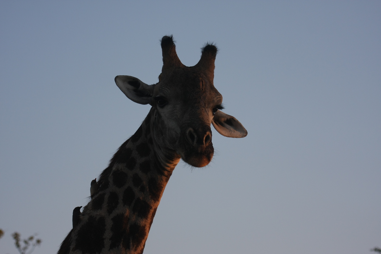 [22473] 2016_06_30_01_20_44_Africa_Canon_EOS_40D_IMG__11253.jpg