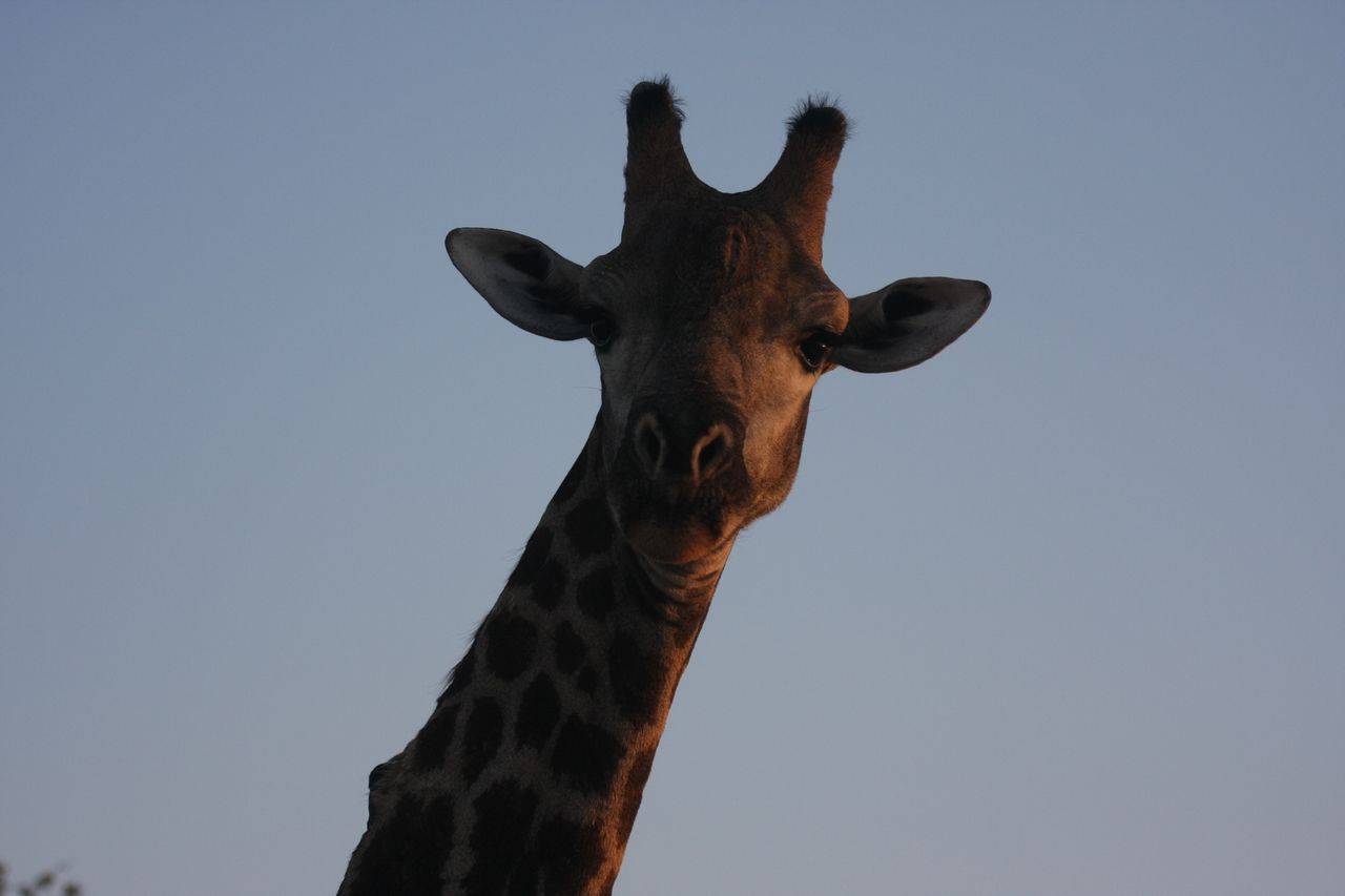 [22478] 2016_06_30_01_20_45_Africa_Canon_EOS_40D_IMG__03840.jpg