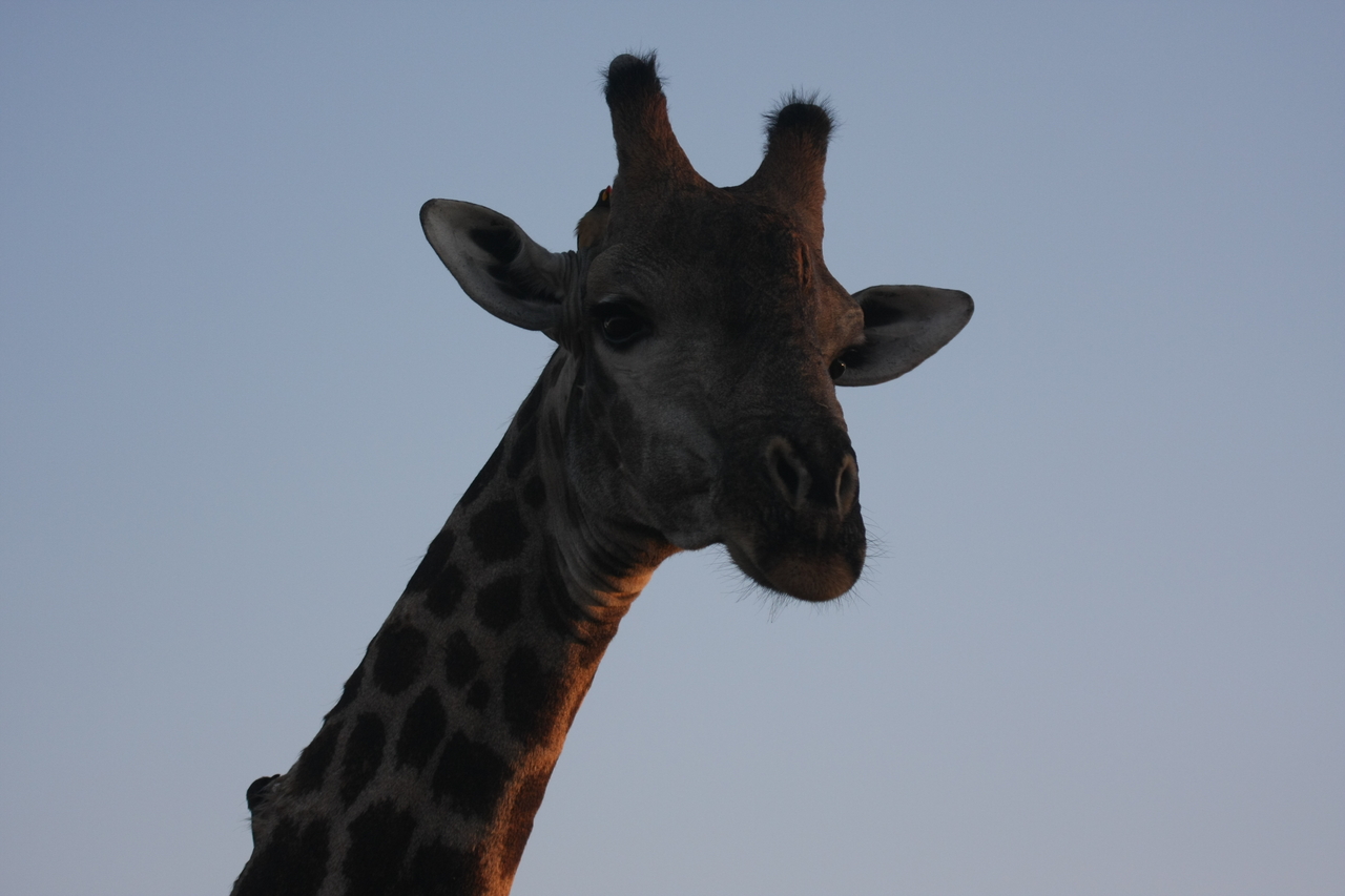 [22485] 2016_06_30_01_20_46_Africa_Canon_EOS_40D_IMG__03862.jpg