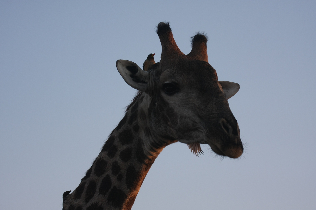 [22489] 2016_06_30_01_20_46_Africa_Canon_EOS_40D_IMG__11320.jpg