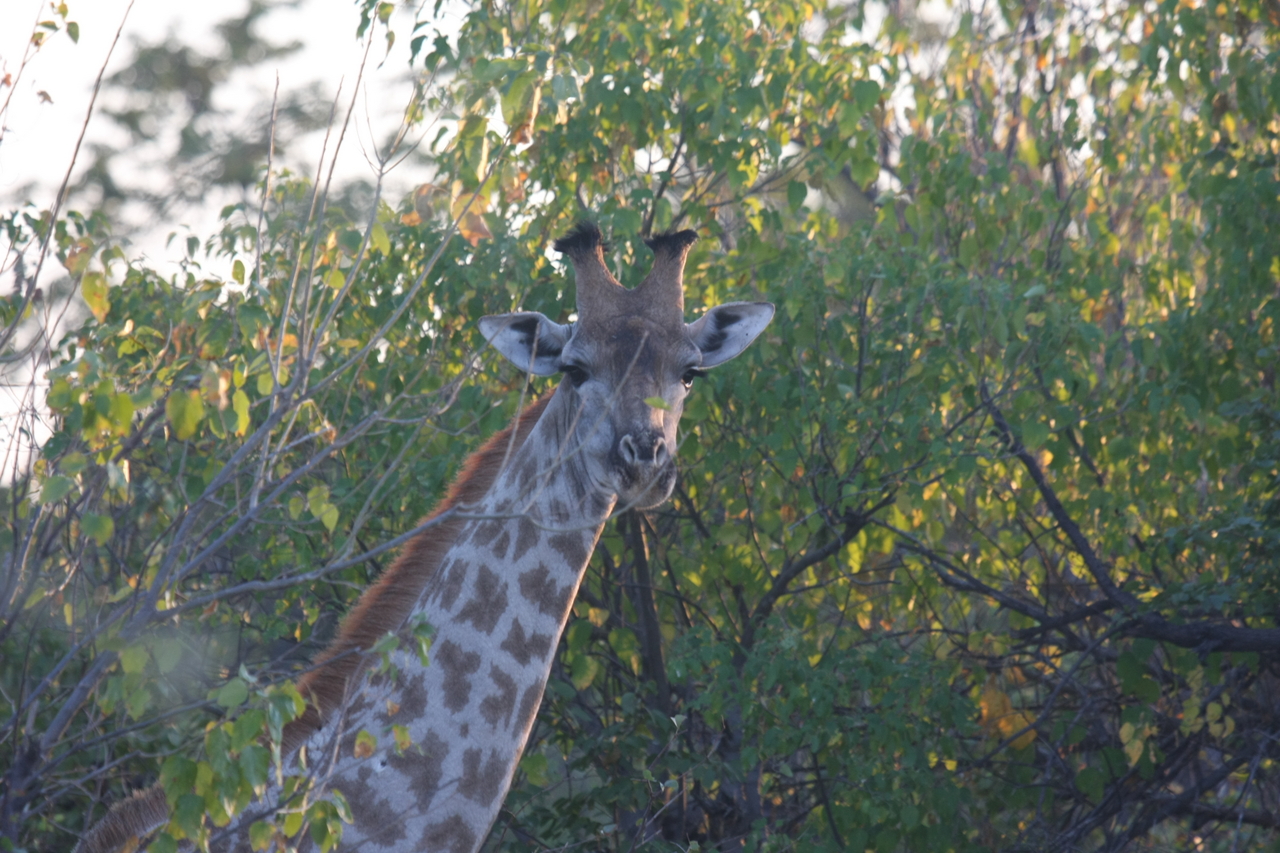 [22500] 2016_06_30_01_22_18_Africa_Canon_EOS_40D_IMG__00158.jpg
