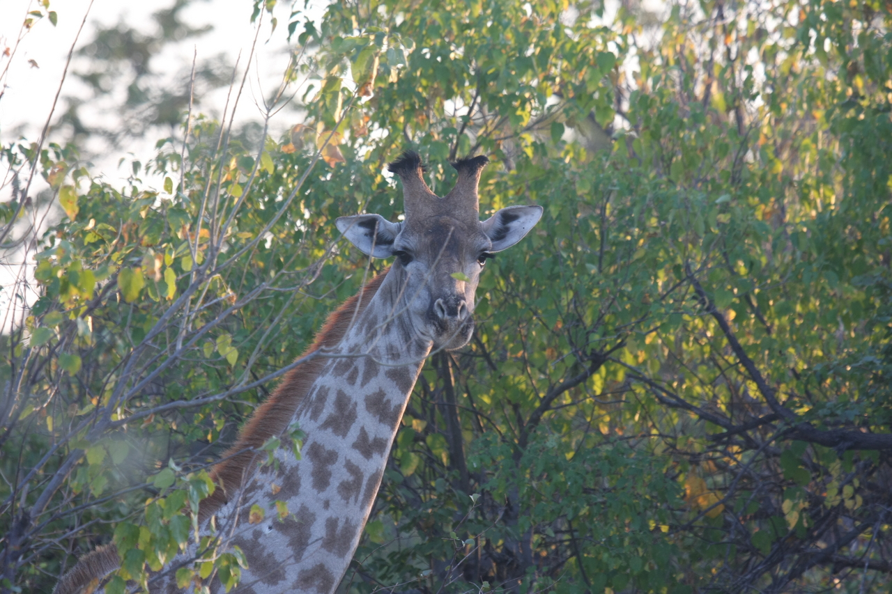 [22504] 2016_06_30_01_22_18_Africa_Canon_EOS_40D_IMG__03895.jpg