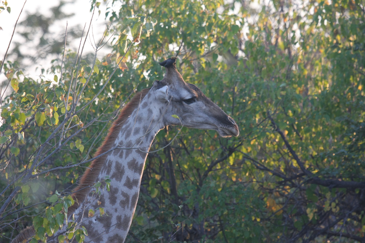 [22514] 2016_06_30_01_22_24_Africa_Canon_EOS_40D_IMG__03939.jpg