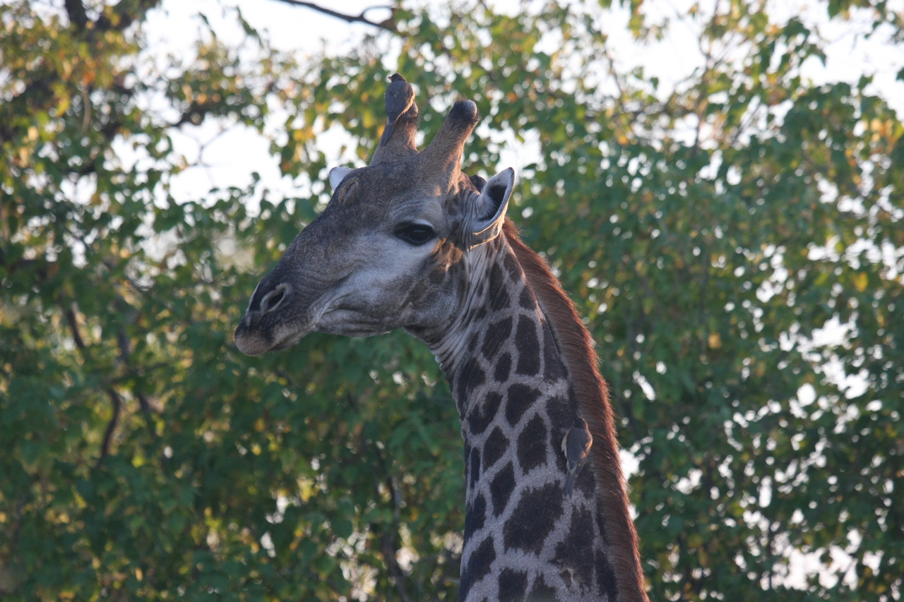 [22526] 2016_06_30_01_22_32_Africa_Canon_EOS_40D_IMG__11420.jpg