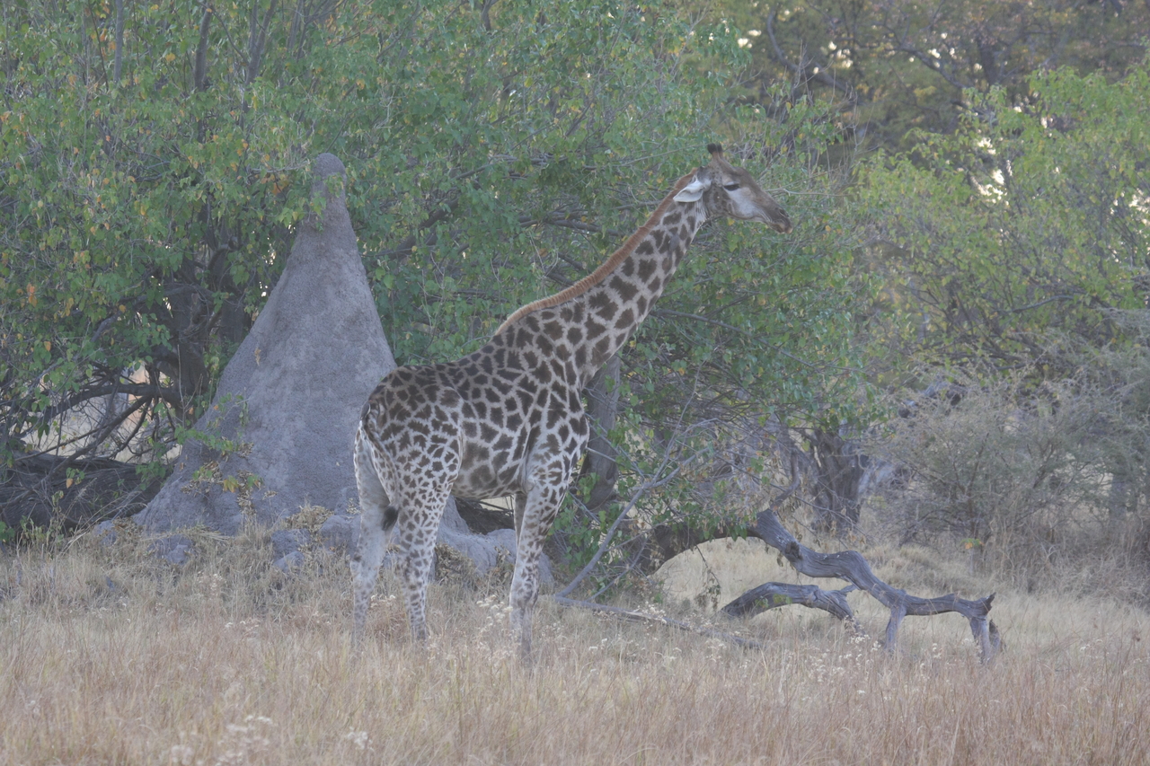 [22530] 2016_06_30_01_22_51_Africa_Canon_EOS_40D_IMG__00269.jpg