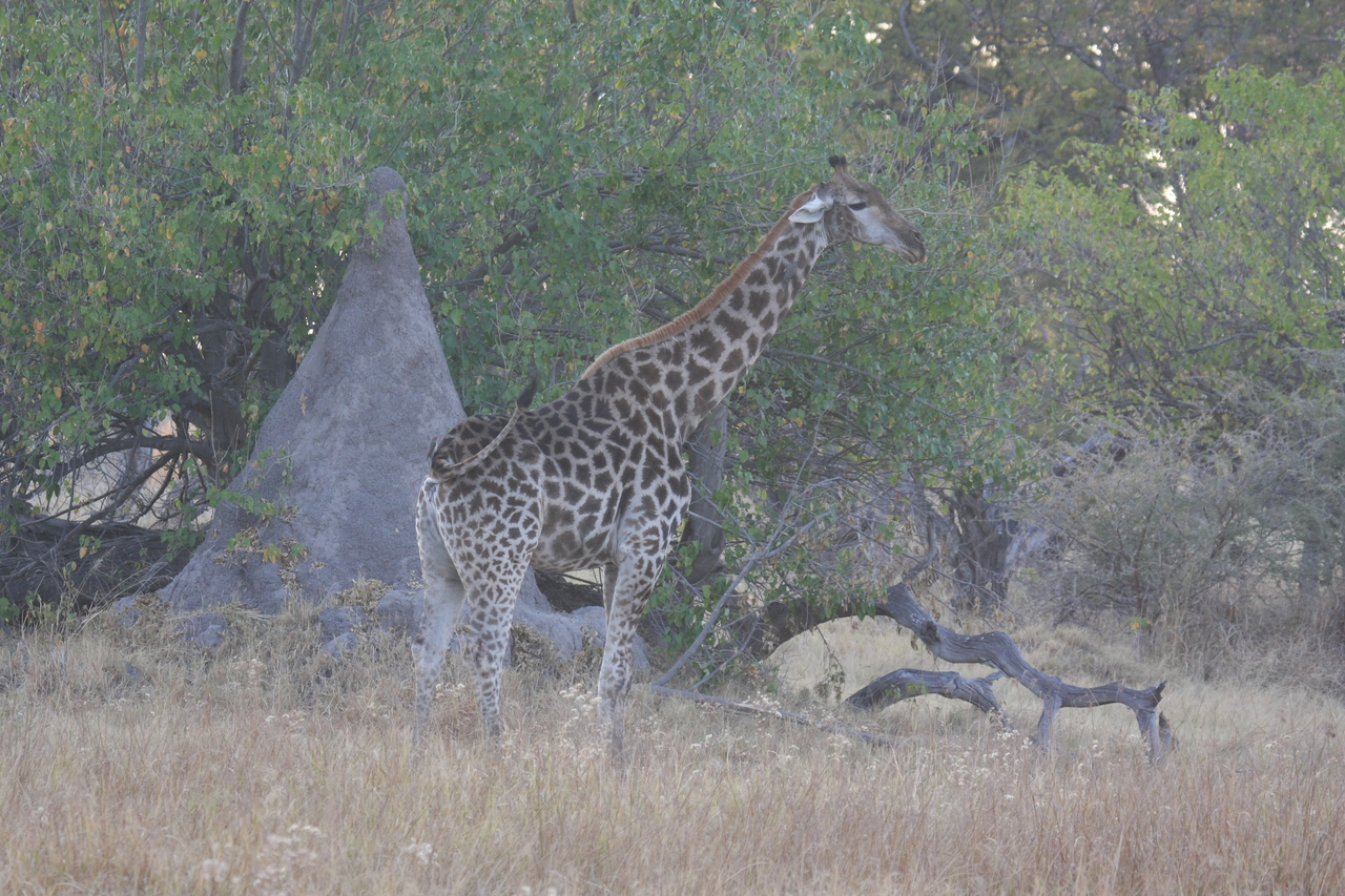 [22537] 2016_06_30_01_22_51_Africa_Canon_EOS_40D_IMG__11453.jpg