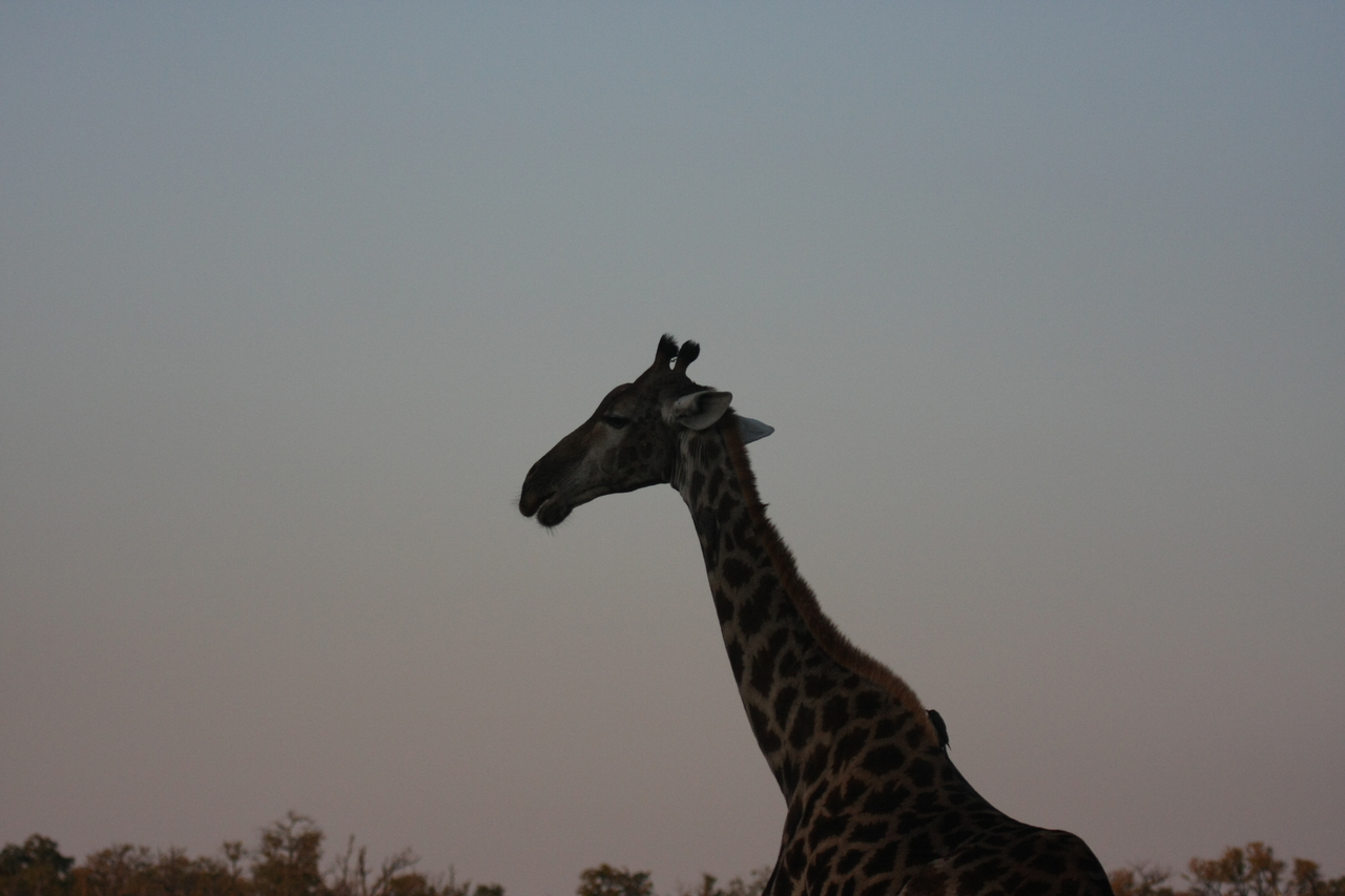[22540] 2016_06_30_01_26_49_Africa_Canon_EOS_40D_IMG__00313.jpg