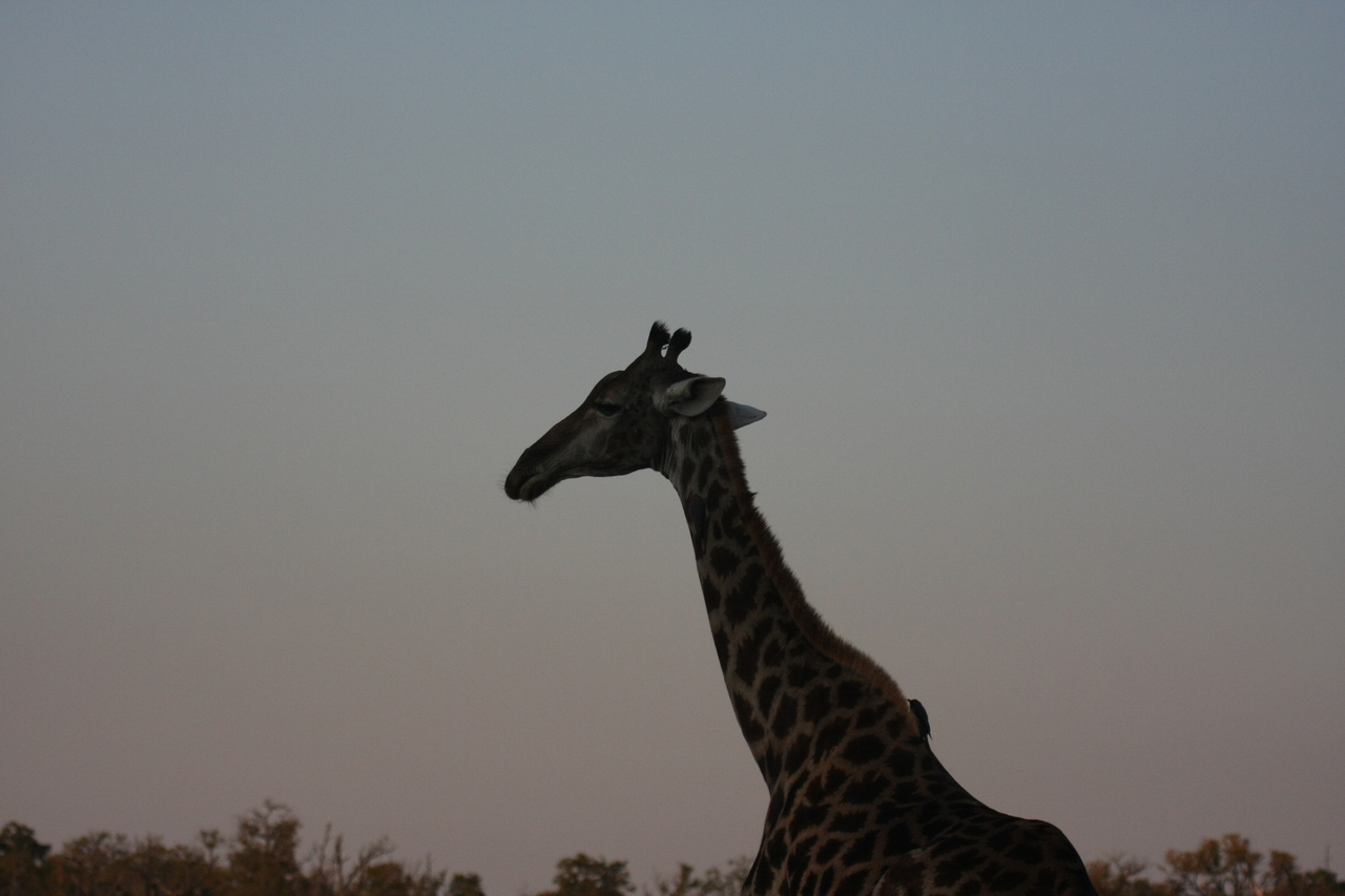 [22545] 2016_06_30_01_26_49_Africa_Canon_EOS_40D_IMG__11475.jpg