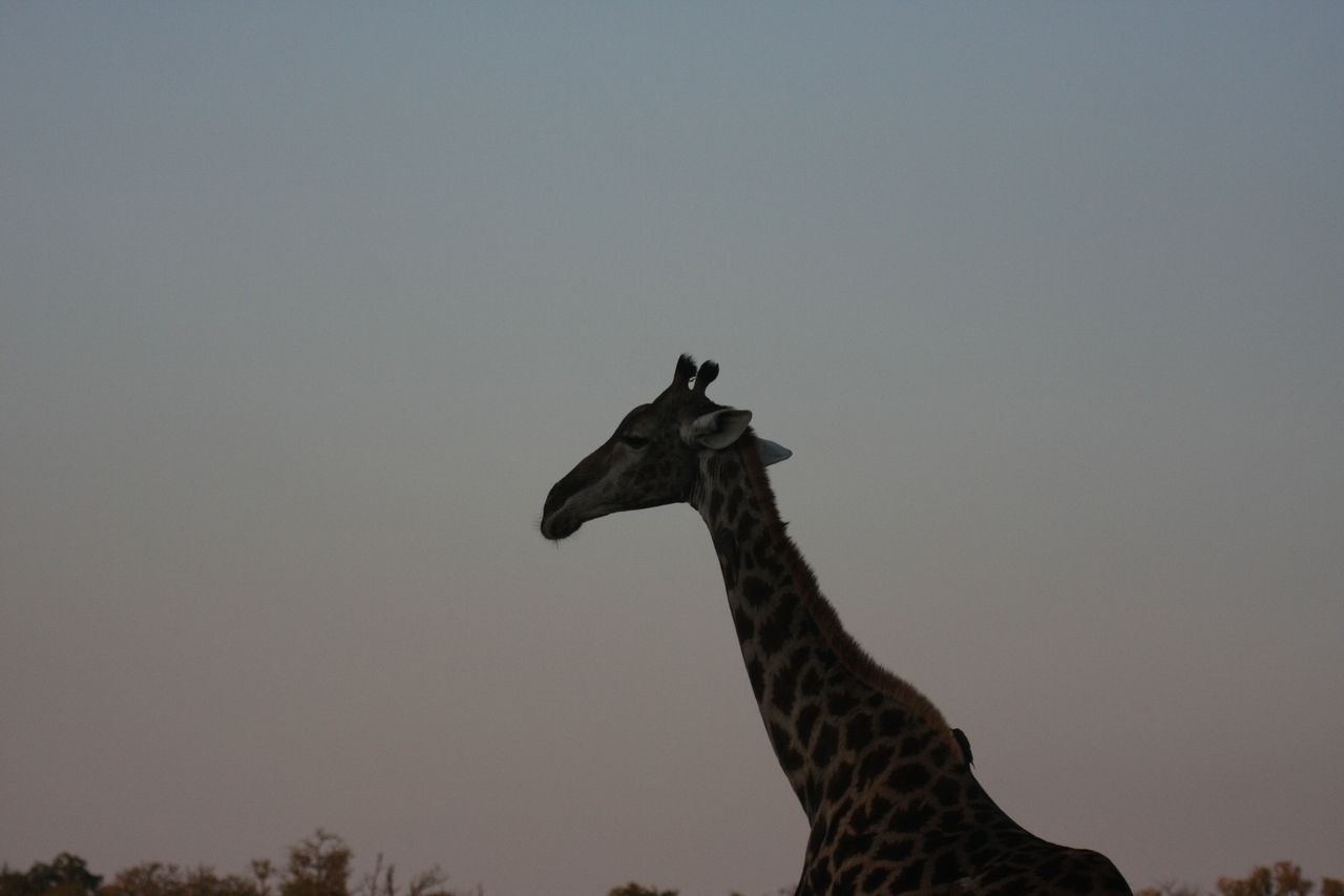 [22547] 2016_06_30_01_26_49_Africa_Canon_EOS_40D_IMG__11497.jpg