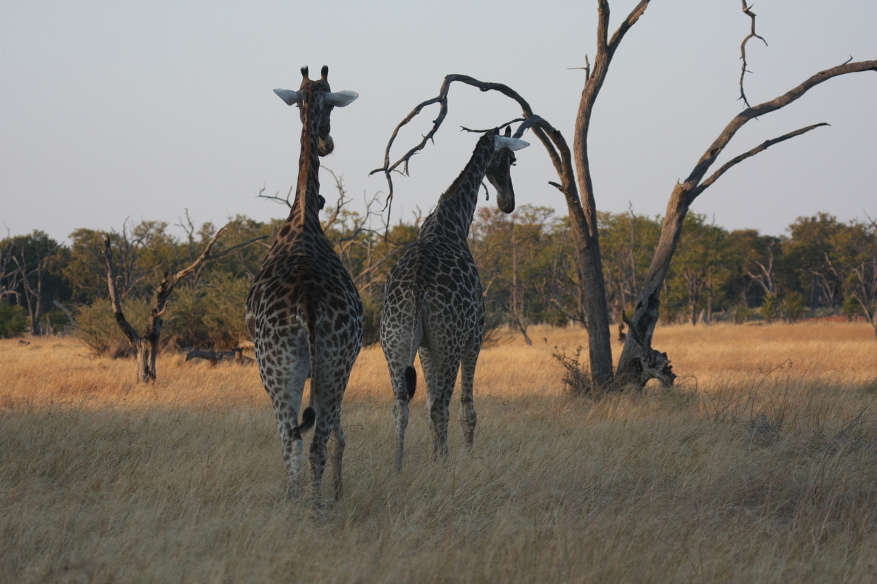 [22552] 2016_06_30_01_27_14_Africa_Canon_EOS_40D_IMG__04073.jpg