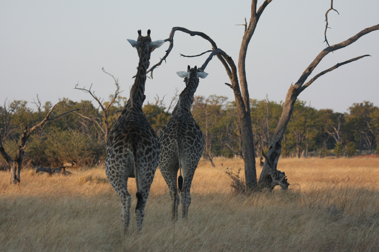 [22554] 2016_06_30_01_27_20_Africa_Canon_EOS_40D_IMG__00358.jpg