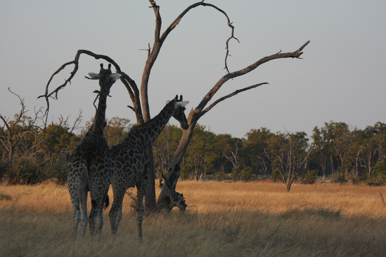 [22559] 2016_06_30_01_27_28_Africa_Canon_EOS_40D_IMG__11542.jpg