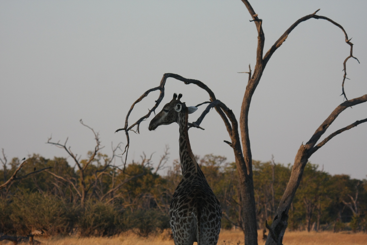 [22563] 2016_06_30_01_27_37_Africa_Canon_EOS_40D_IMG__00391.jpg