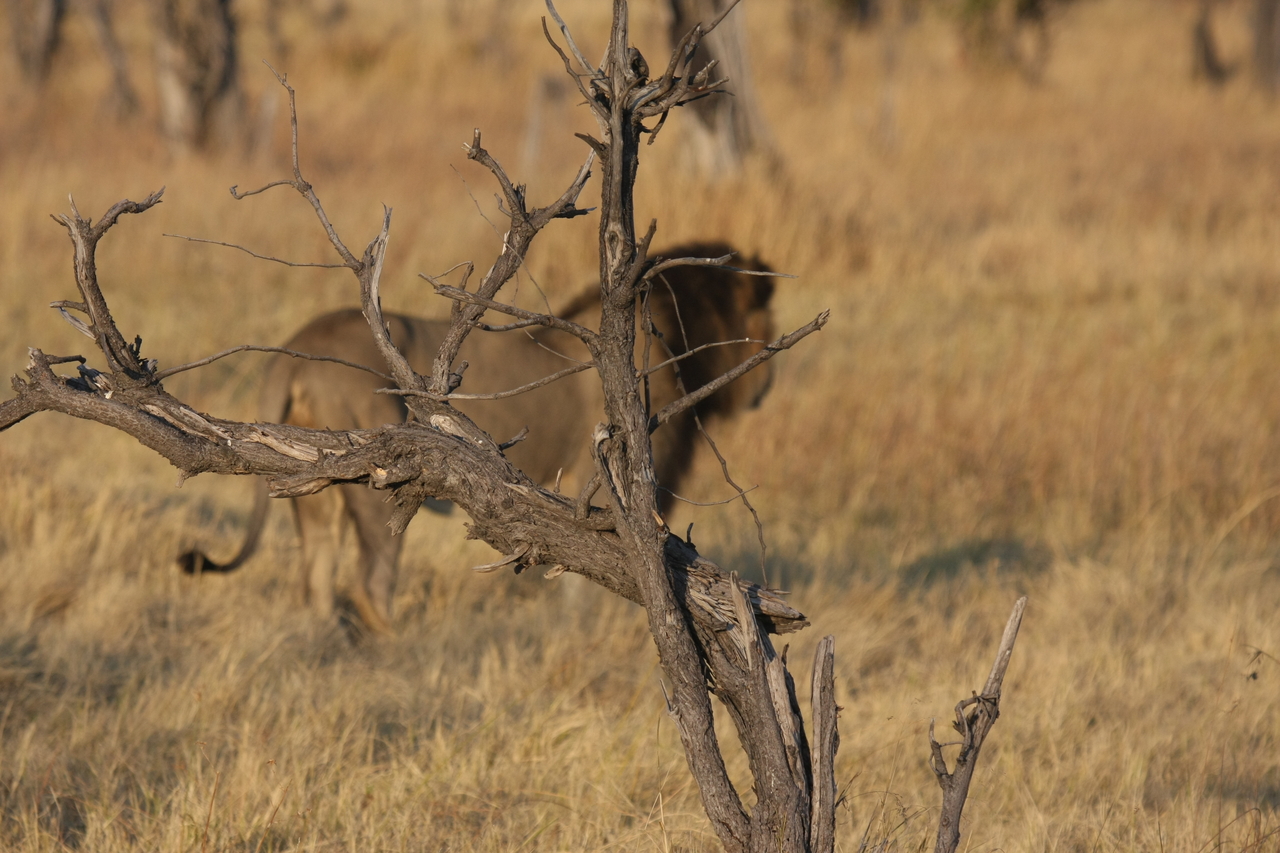 [22660] 2016_06_30_01_41_44_Africa_Canon_EOS_40D_IMG__11819.jpg