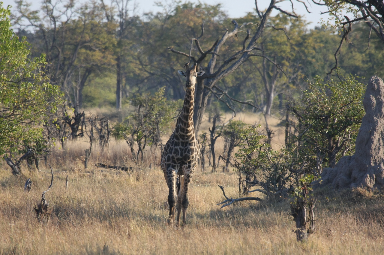 [22684] 2016_06_30_01_51_56_Africa_Canon_EOS_40D_IMG__00735.jpg