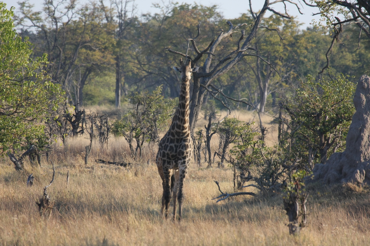 [22686] 2016_06_30_01_51_56_Africa_Canon_EOS_40D_IMG__04450.jpg