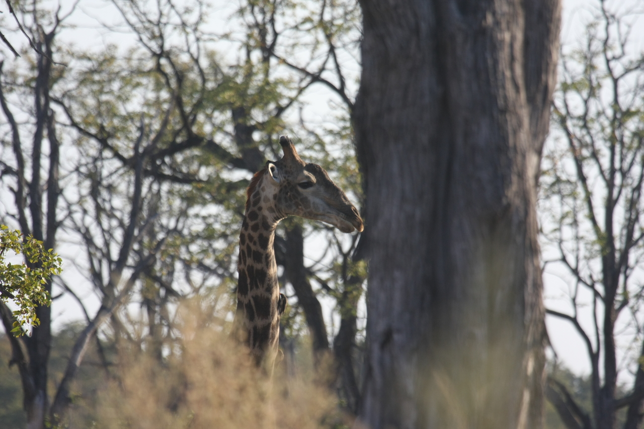 [22700] 2016_06_30_01_54_12_Africa_Canon_EOS_40D_IMG__00780.jpg