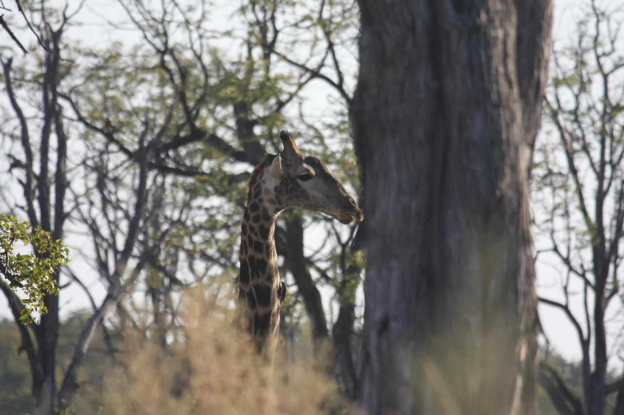 [22702] 2016_06_30_01_54_12_Africa_Canon_EOS_40D_IMG__04494.jpg