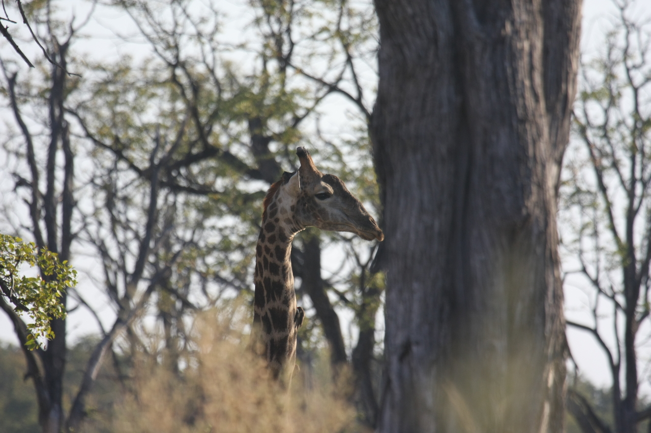 [22704] 2016_06_30_01_54_12_Africa_Canon_EOS_40D_IMG__11930.jpg