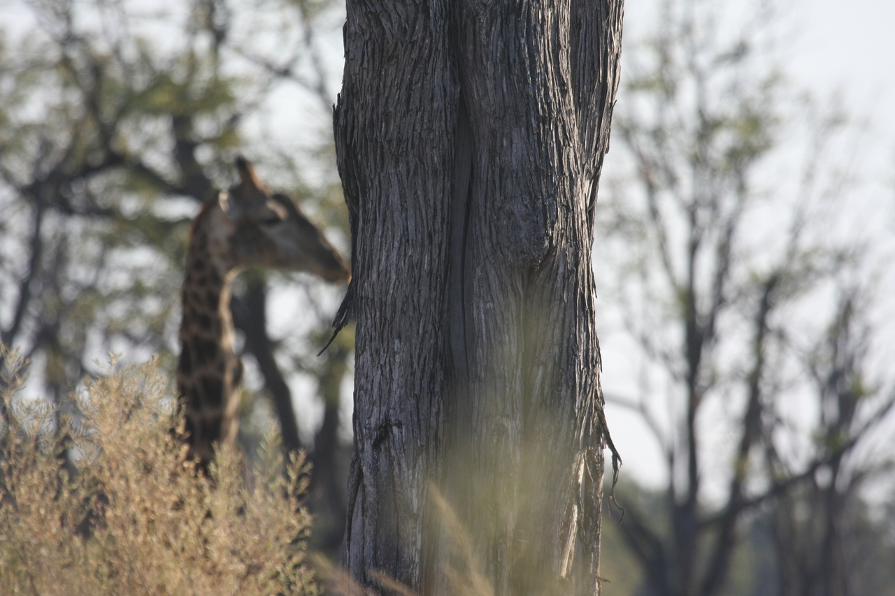 [22709] 2016_06_30_01_54_17_Africa_Canon_EOS_40D_IMG__00800.jpg