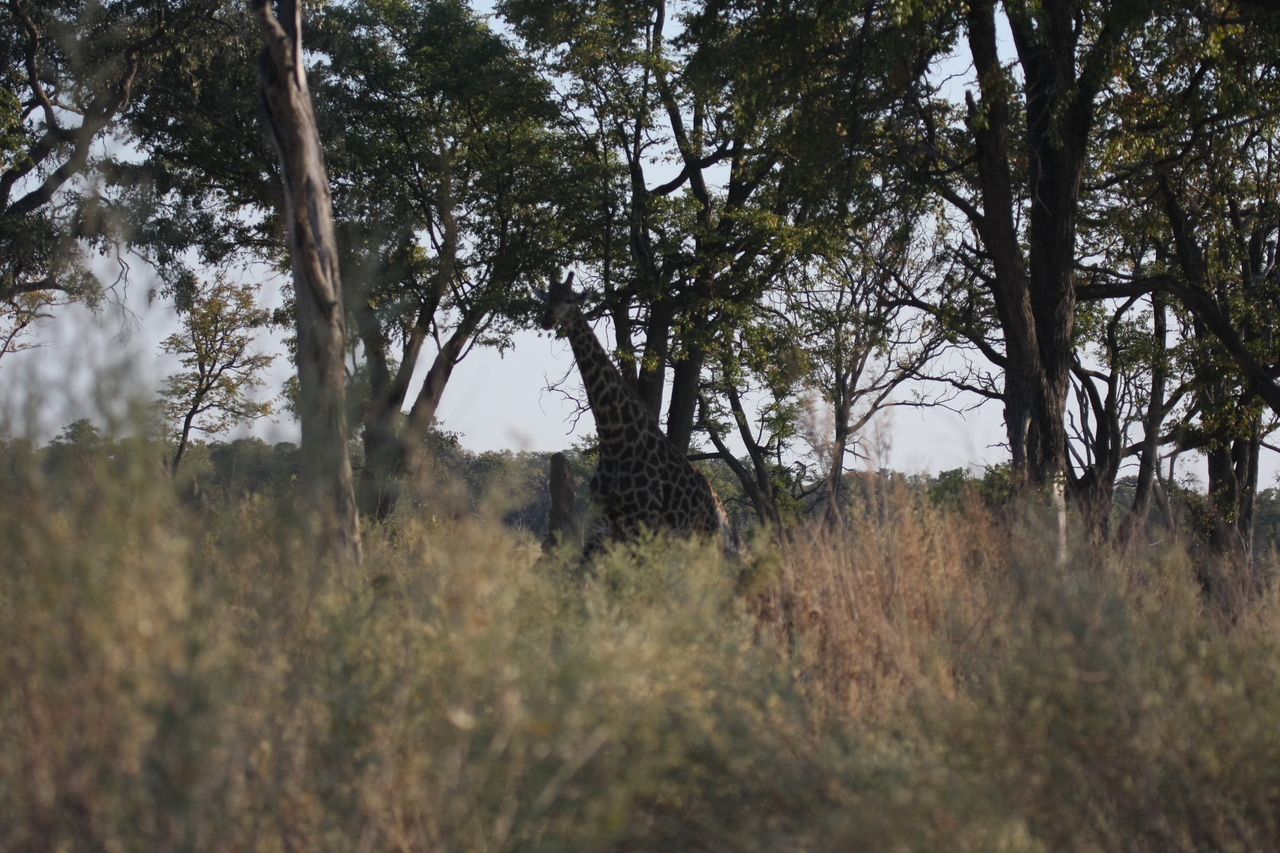 [22722] 2016_06_30_01_54_48_Africa_Canon_EOS_40D_IMG__00801.jpg