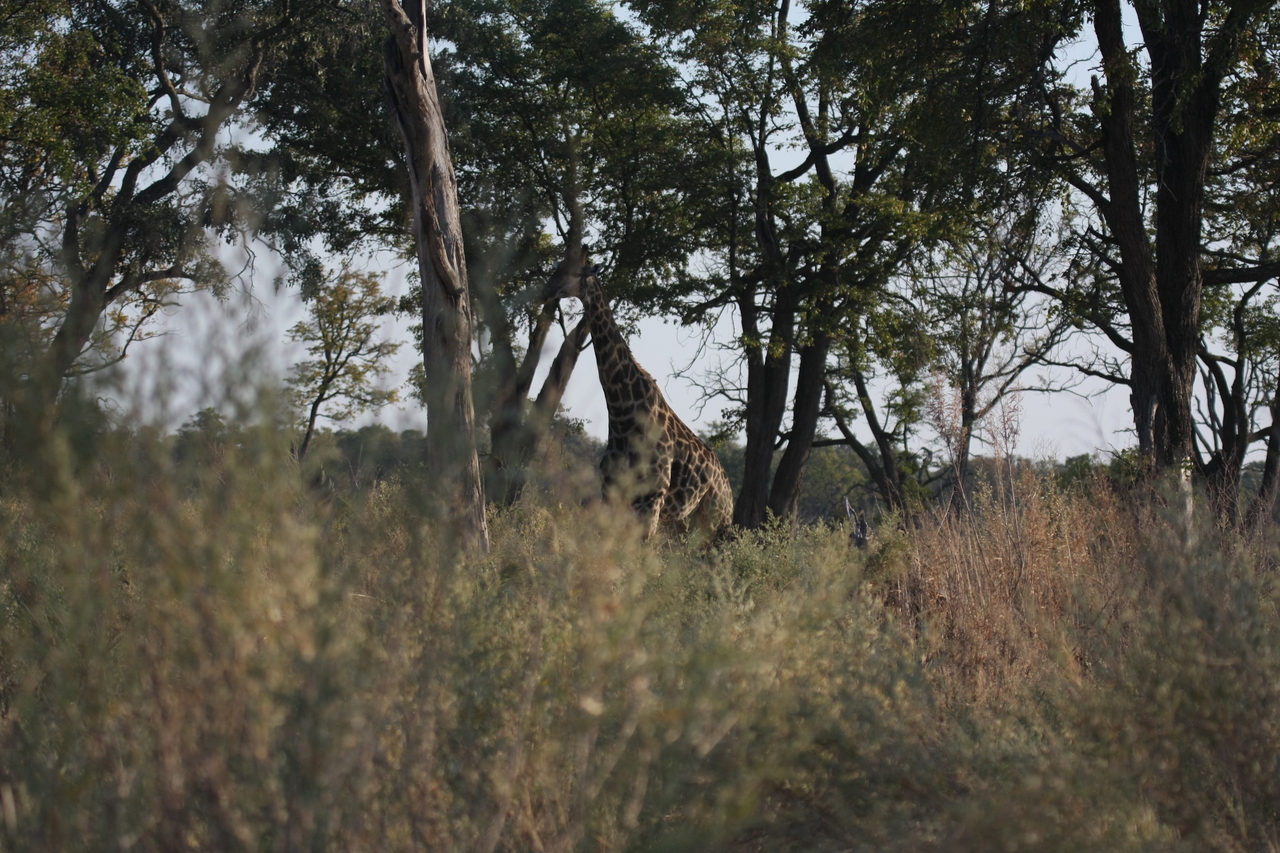 [22727] 2016_06_30_01_54_49_Africa_Canon_EOS_40D_IMG__11975.jpg