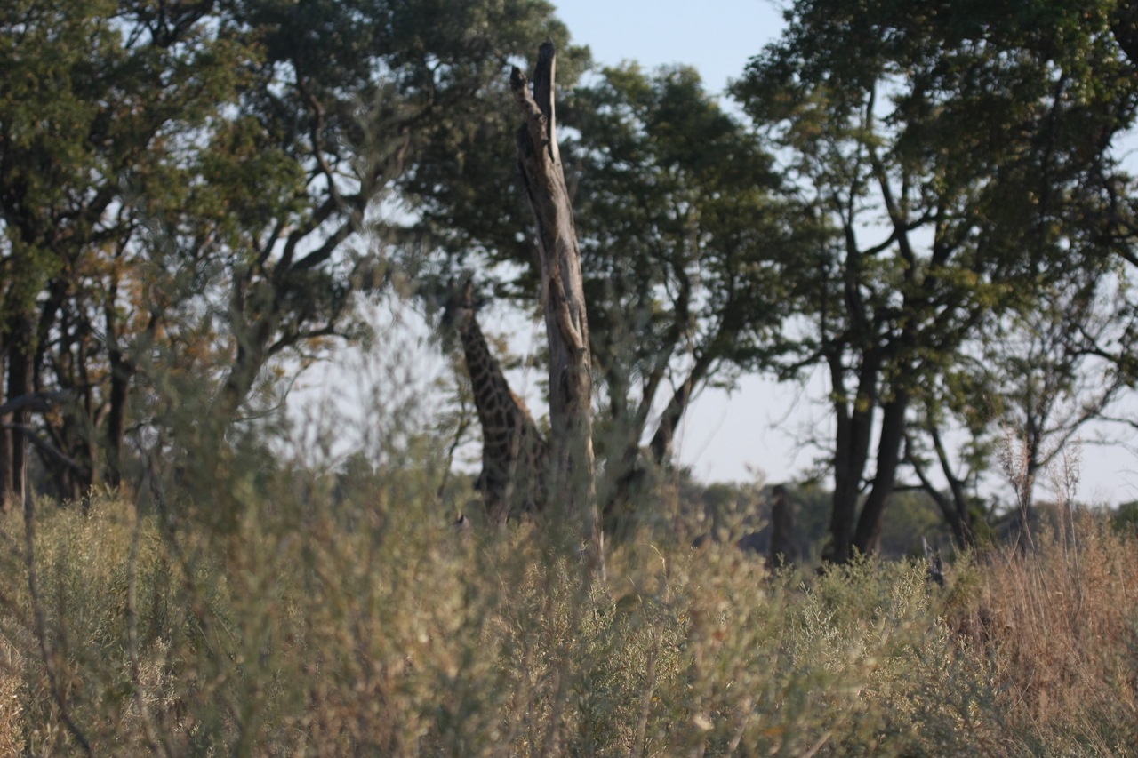 [22730] 2016_06_30_01_54_53_Africa_Canon_EOS_40D_IMG__11976.jpg