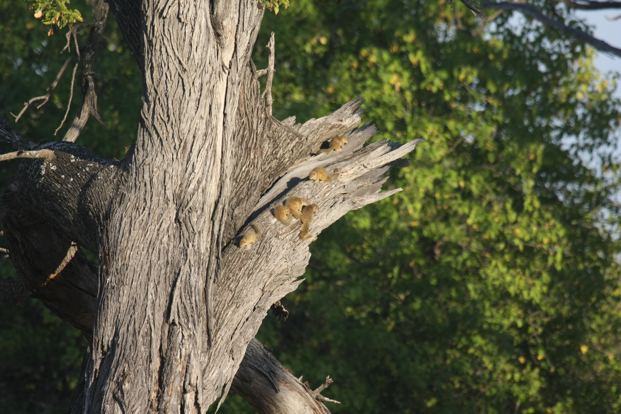 [22733] 2016_06_30_01_55_21_Africa_Canon_EOS_40D_IMG__00806.jpg