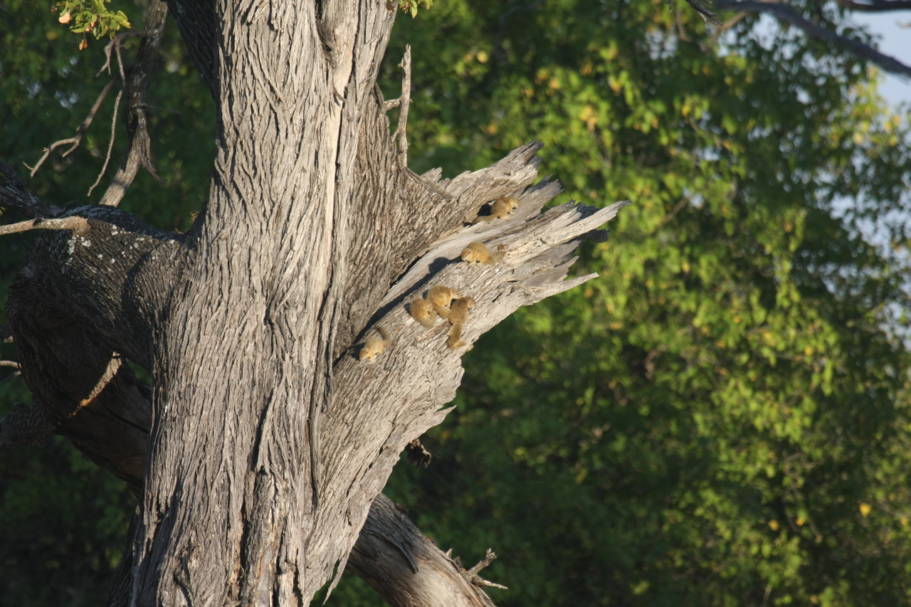 [22735] 2016_06_30_01_55_21_Africa_Canon_EOS_40D_IMG__04531.jpg