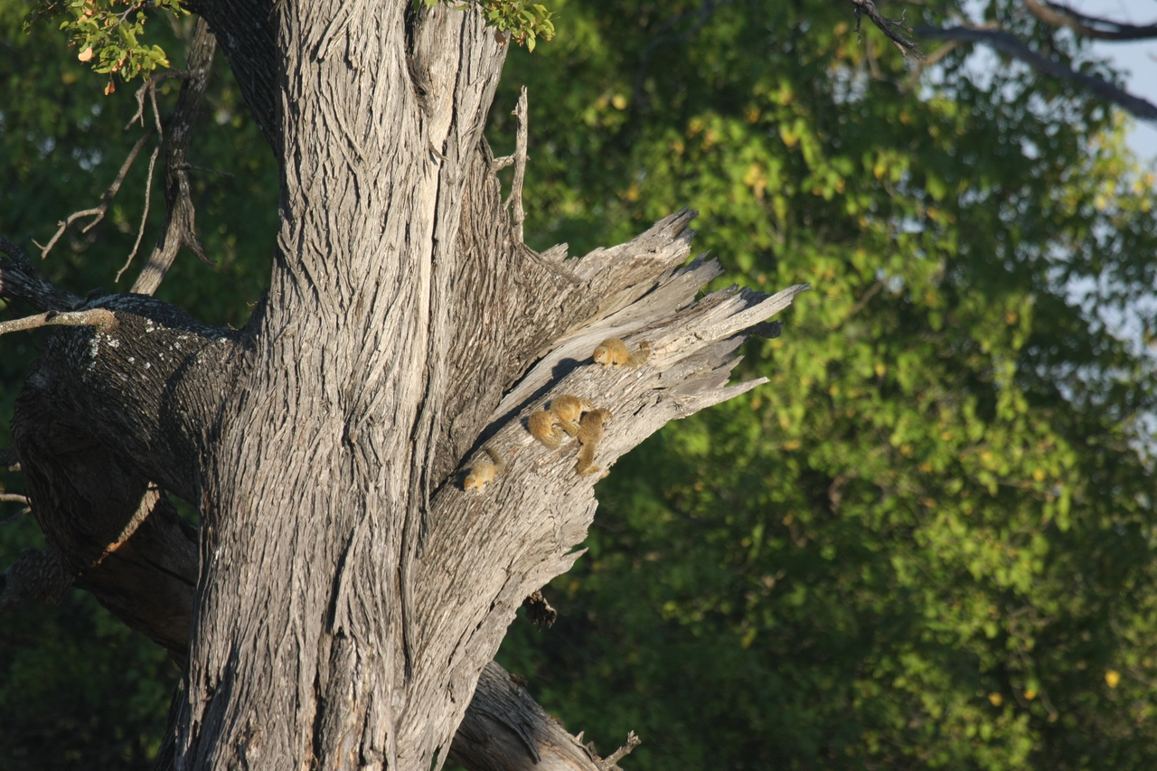 [22743] 2016_06_30_01_55_25_Africa_Canon_EOS_40D_IMG__04535.jpg