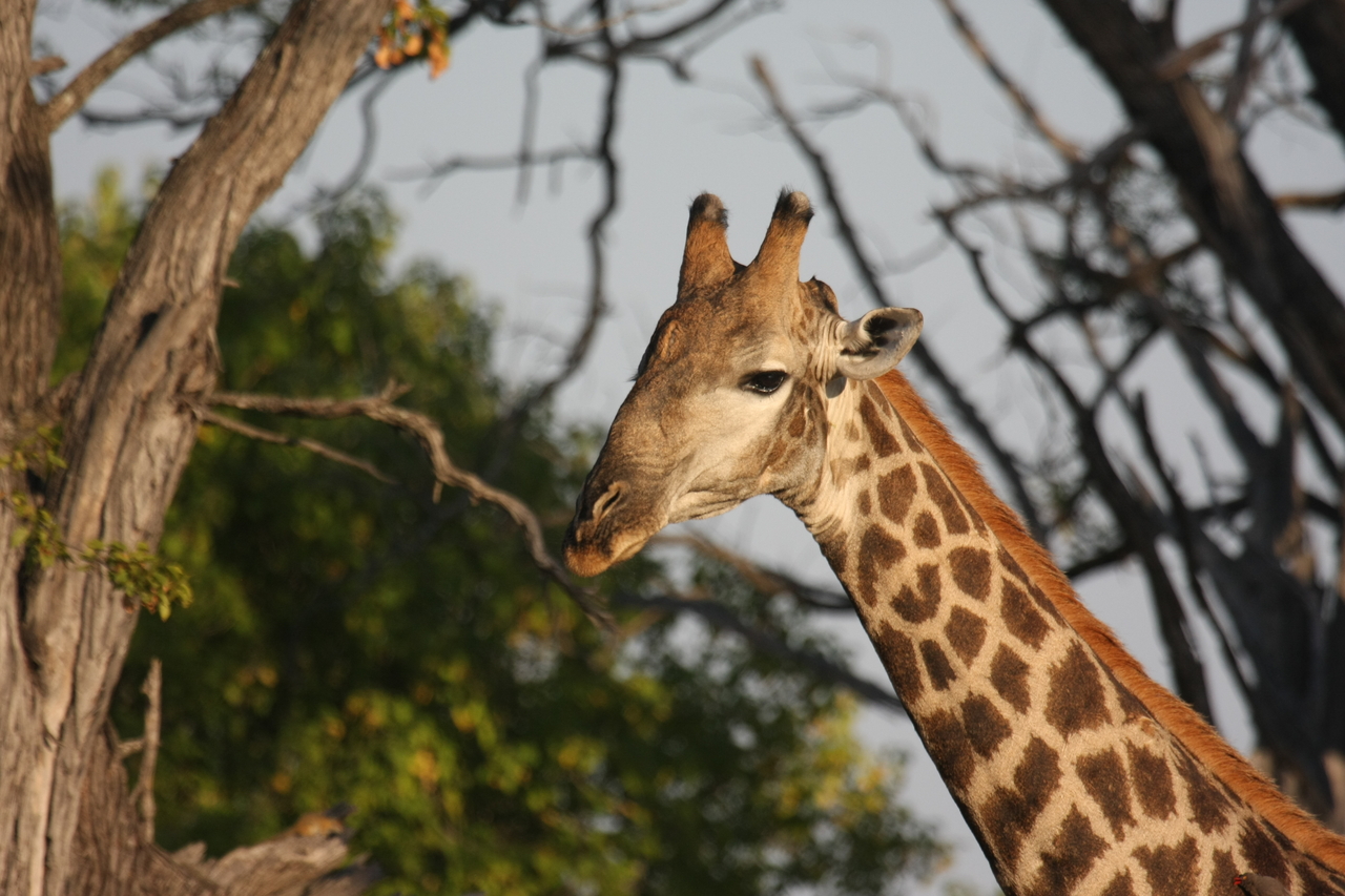 [22750] 2016_06_30_01_56_04_Africa_Canon_EOS_40D_IMG__04537.jpg