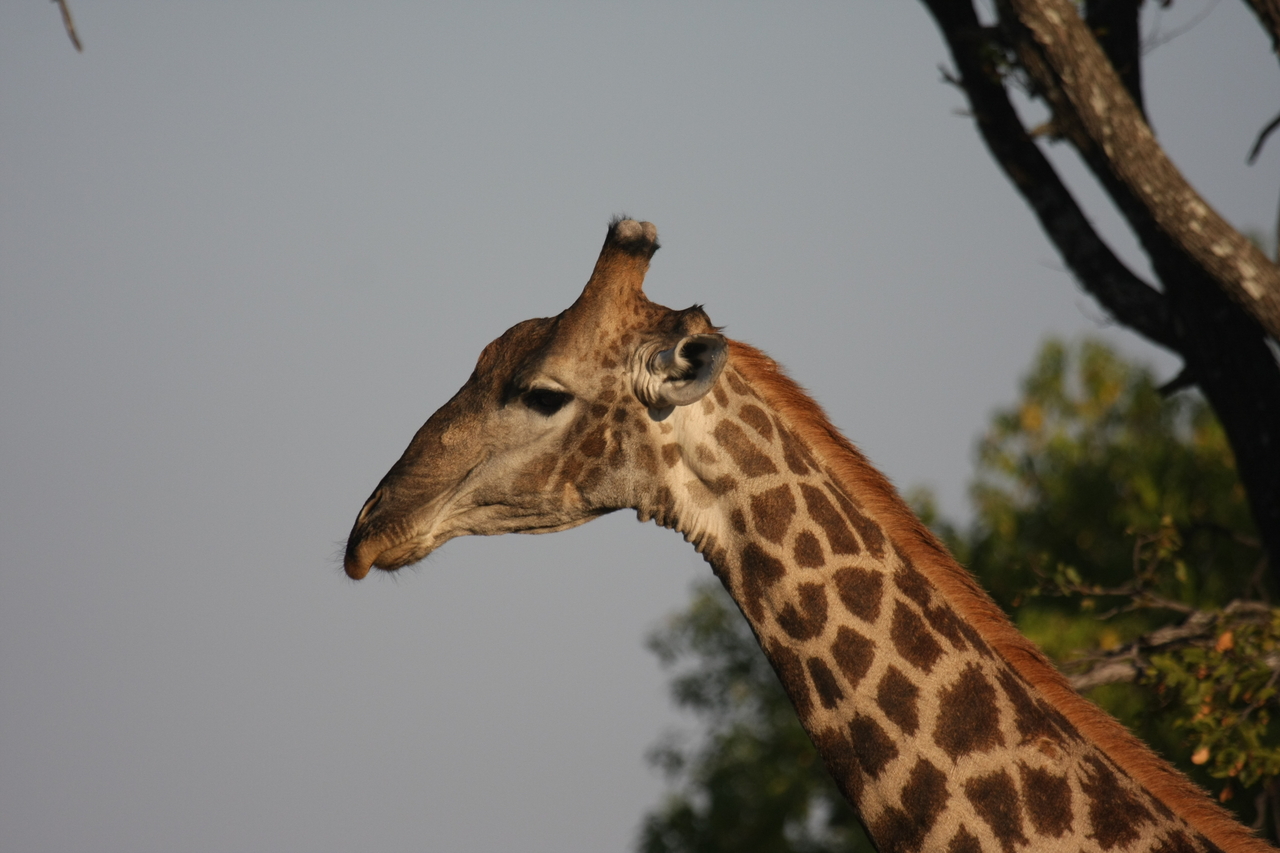 [22757] 2016_06_30_01_56_07_Africa_Canon_EOS_40D_IMG__04539.jpg