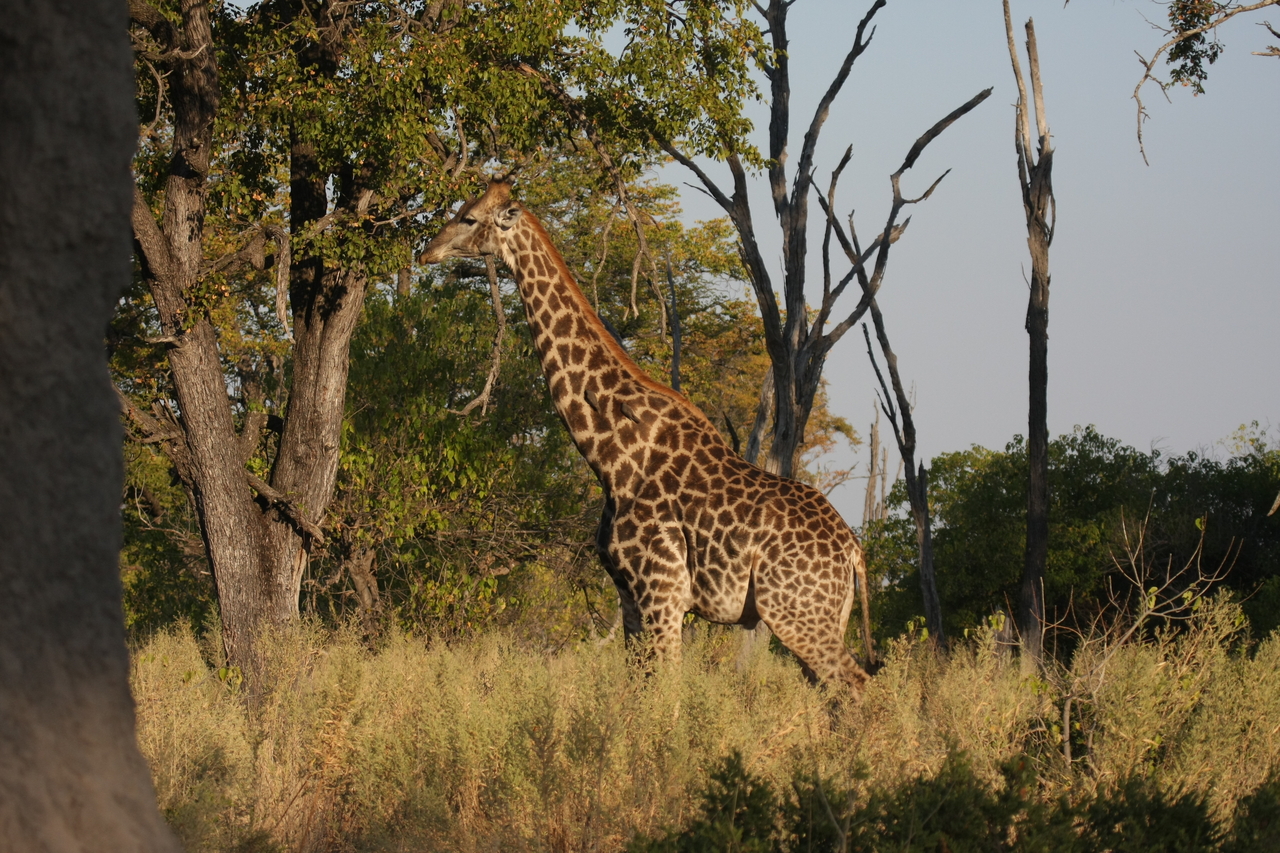 [22768] 2016_06_30_01_56_12_Africa_Canon_EOS_40D_IMG__04543.jpg