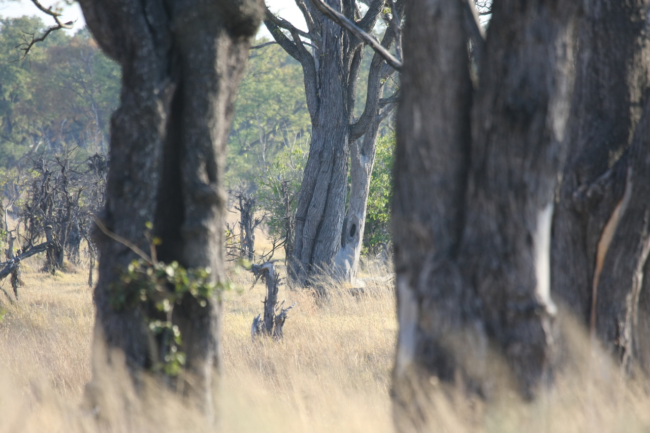 [22790] 2016_06_30_01_57_55_Africa_Canon_EOS_40D_IMG__00004.jpg