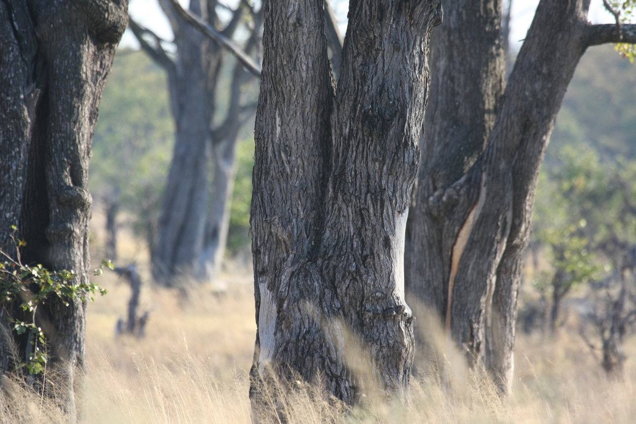[22795] 2016_06_30_01_57_59_Africa_Canon_EOS_40D_IMG__11178.jpg