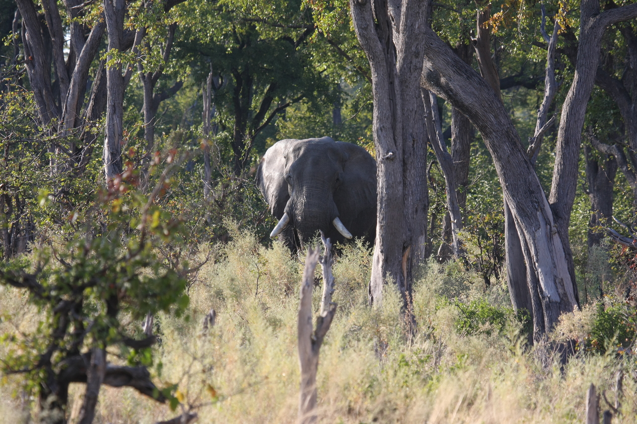 [22816] 2016_06_30_02_07_42_Africa_Canon_EOS_40D_IMG__03733.jpg