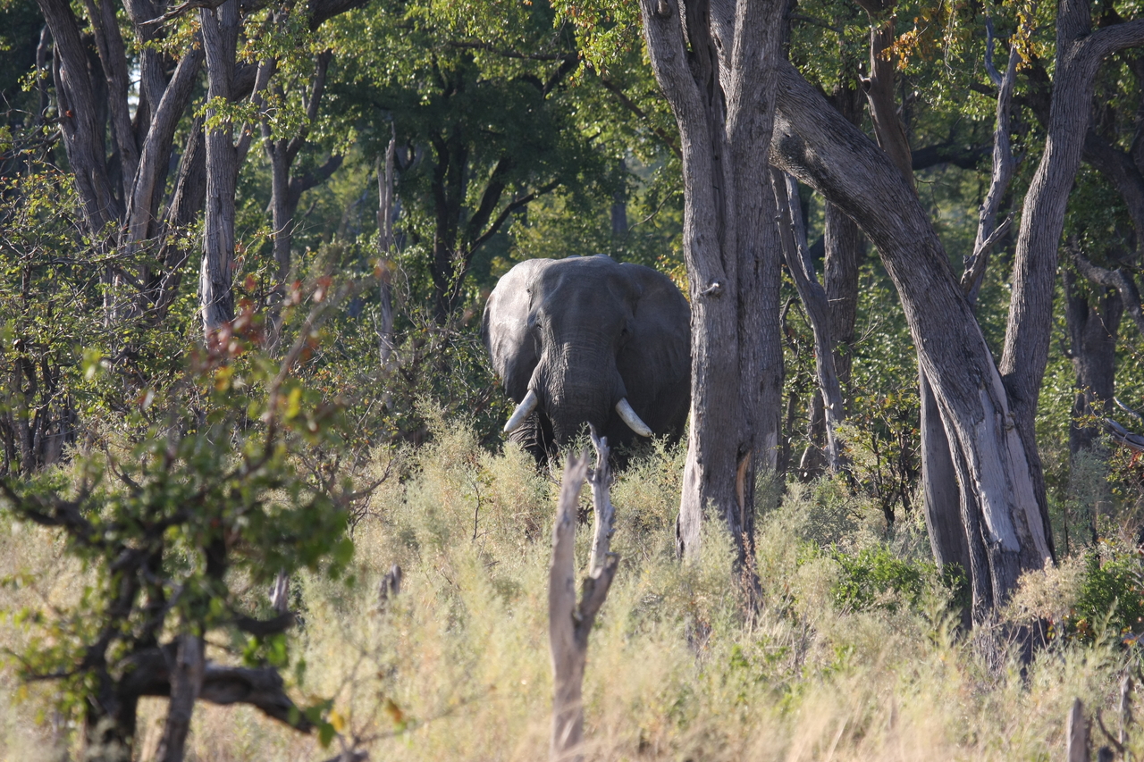 [22817] 2016_06_30_02_07_42_Africa_Canon_EOS_40D_IMG__03734.jpg