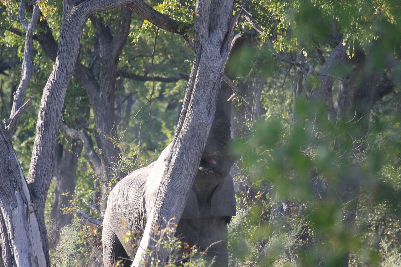 [22825] 2016_06_30_02_08_05_Africa_Canon_EOS_40D_IMG__00011.jpg