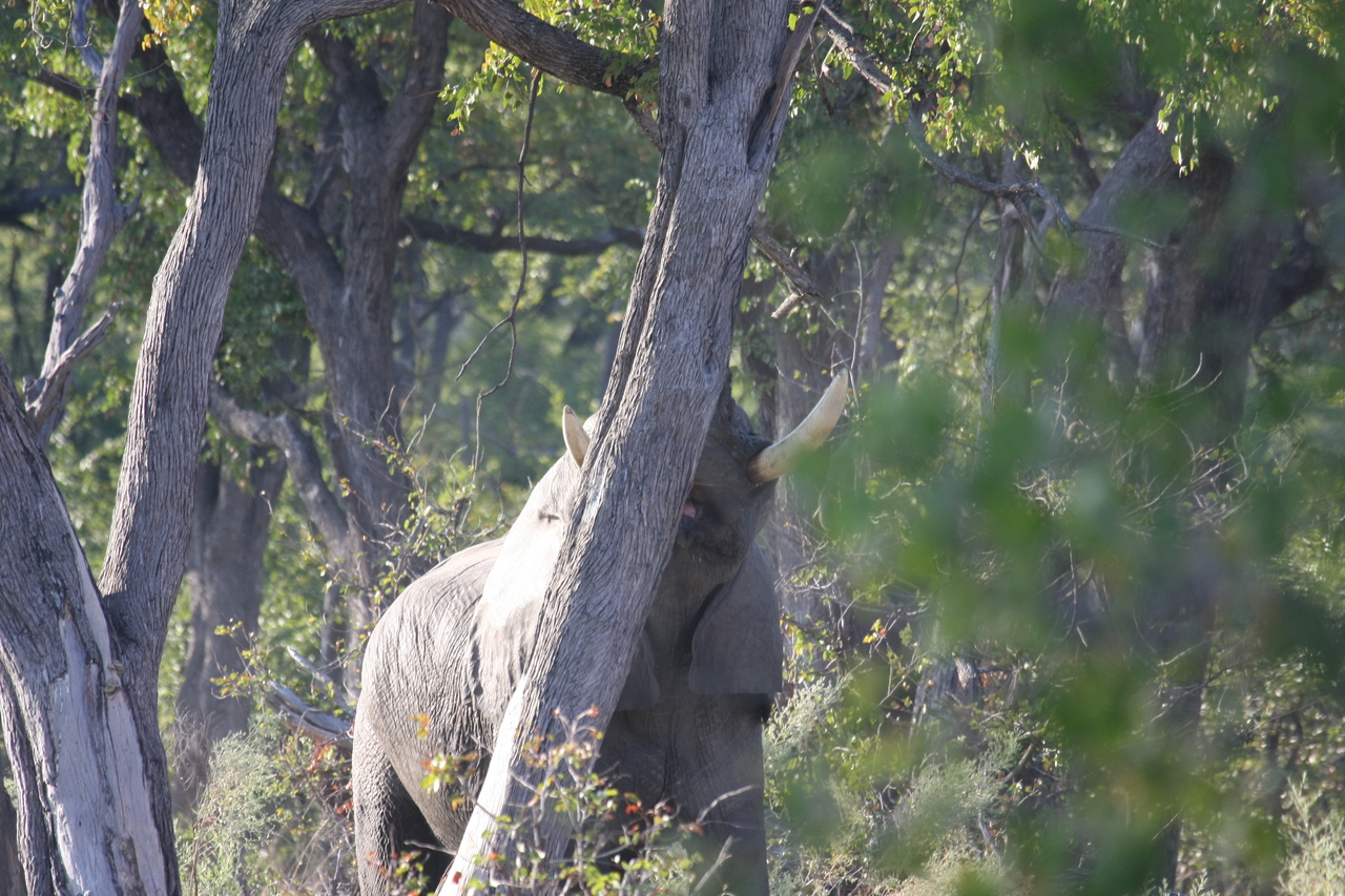 [22829] 2016_06_30_02_08_05_Africa_Canon_EOS_40D_IMG__03738.jpg