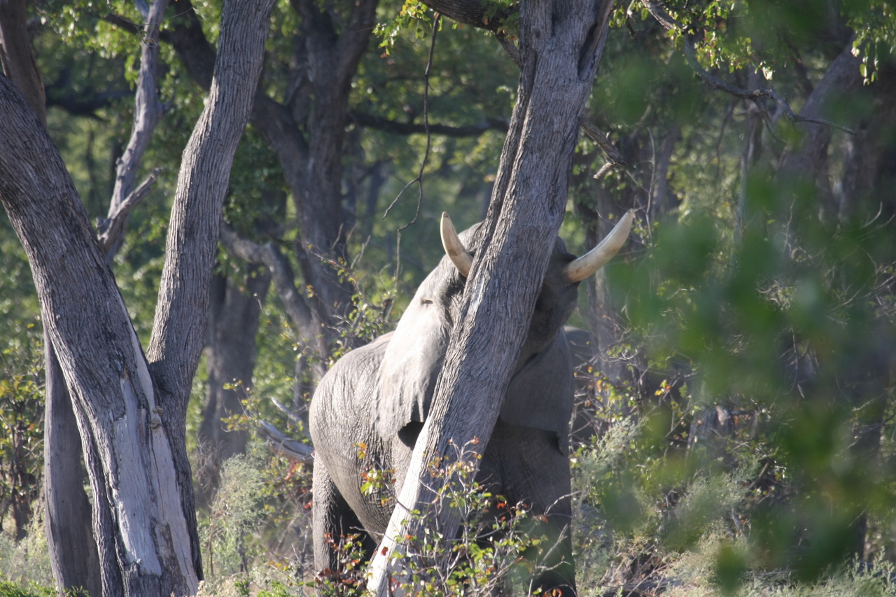 [22839] 2016_06_30_02_08_06_Africa_Canon_EOS_40D_IMG__03743.jpg