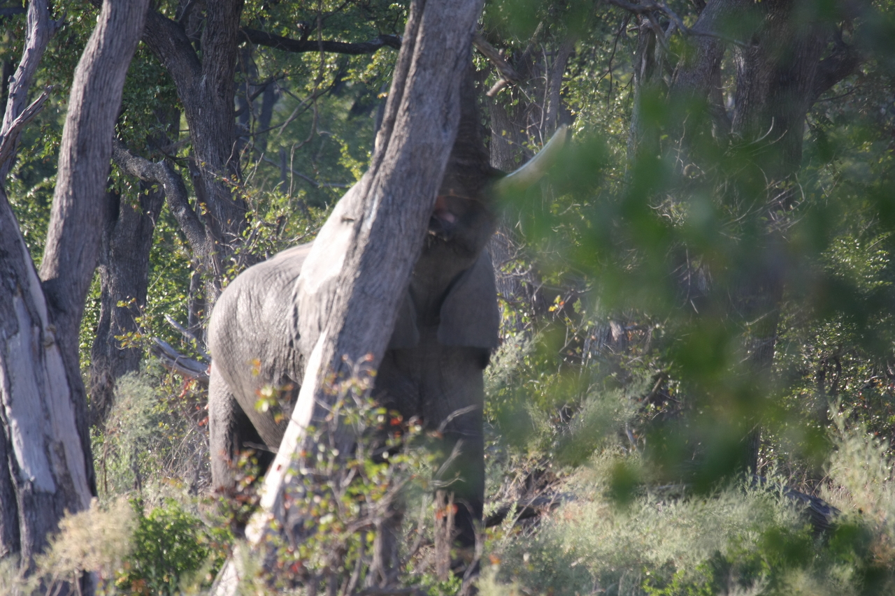 [22850] 2016_06_30_02_08_09_Africa_Canon_EOS_40D_IMG__00021.jpg