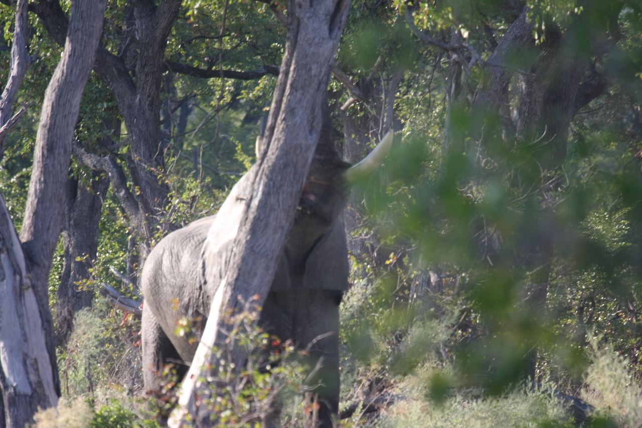 [22851] 2016_06_30_02_08_09_Africa_Canon_EOS_40D_IMG__00022.jpg