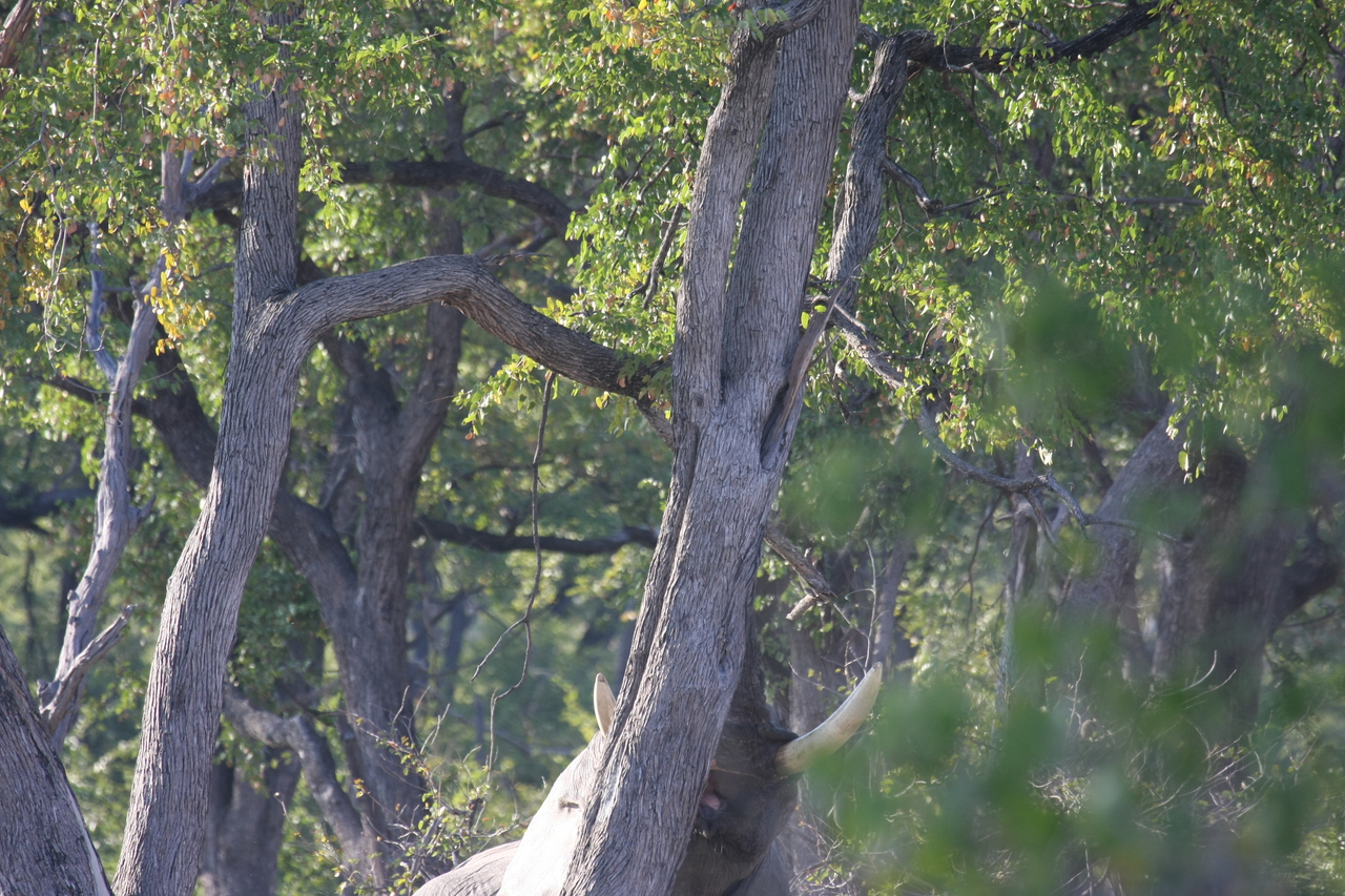 [22866] 2016_06_30_02_08_10_Africa_Canon_EOS_40D_IMG__11199.jpg