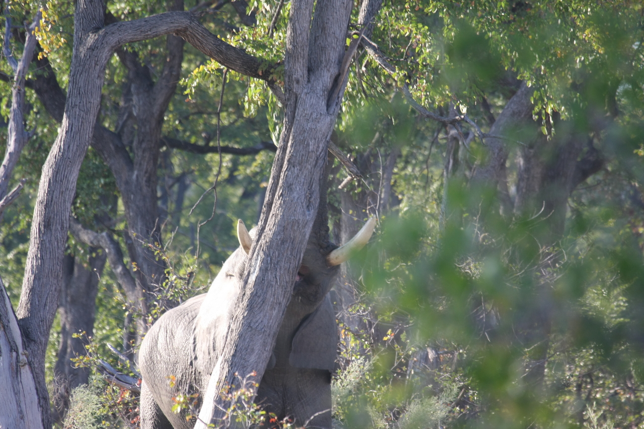 [22869] 2016_06_30_02_08_11_Africa_Canon_EOS_40D_IMG__03753.jpg