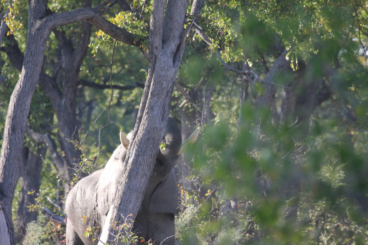 [22872] 2016_06_30_02_08_11_Africa_Canon_EOS_40D_IMG__11201.jpg