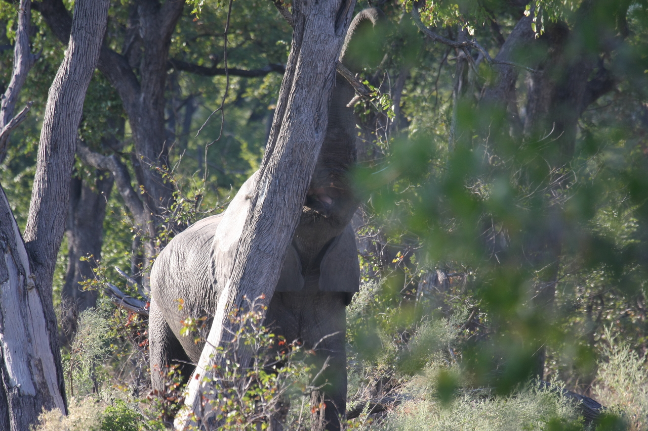[22877] 2016_06_30_02_08_13_Africa_Canon_EOS_40D_IMG__03756.jpg