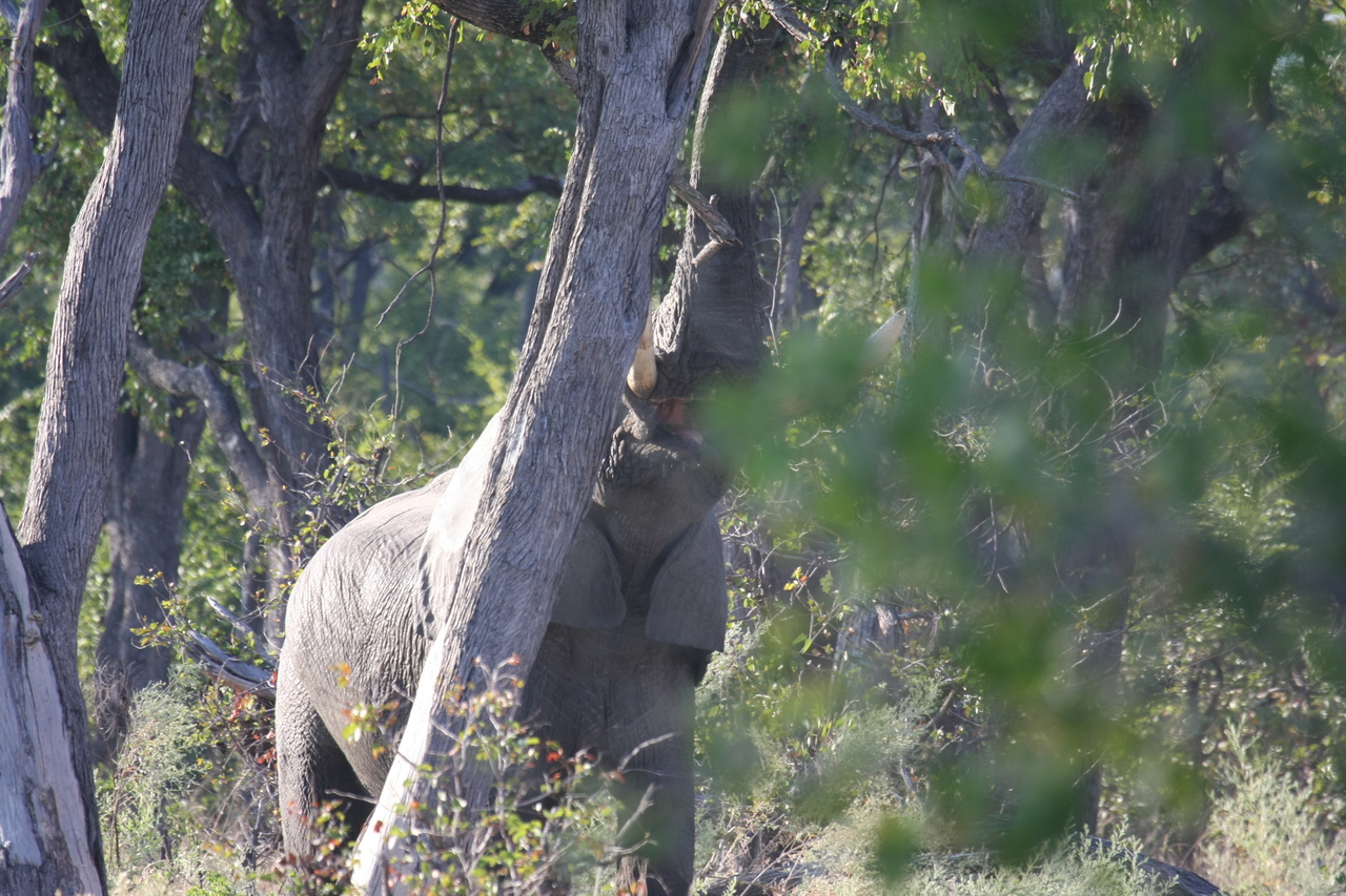 [22883] 2016_06_30_02_08_14_Africa_Canon_EOS_40D_IMG__03758.jpg