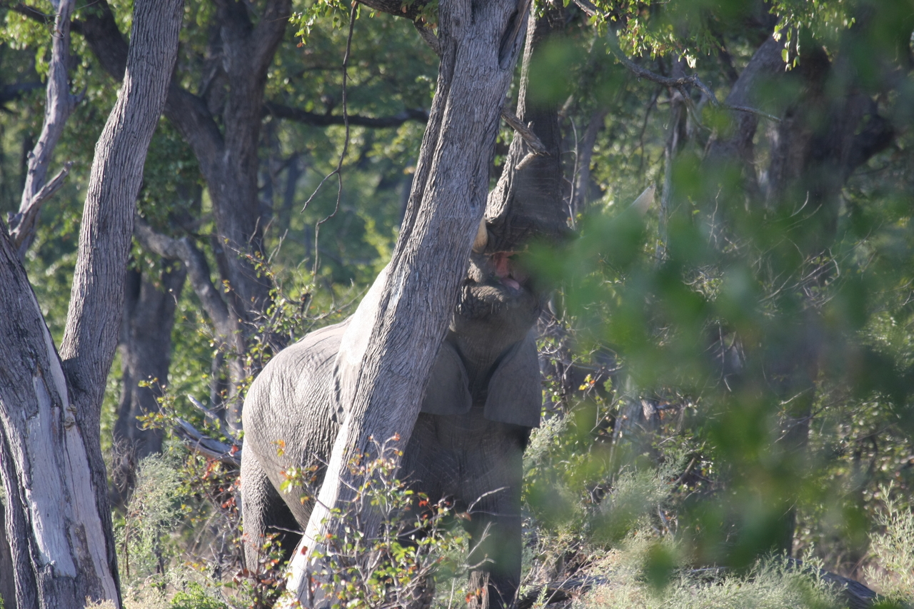 [22892] 2016_06_30_02_08_25_Africa_Canon_EOS_40D_IMG__00037.jpg
